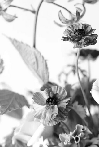 Dreamer | Eau de Parfum