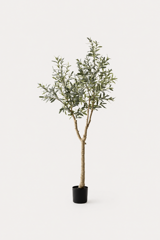 Olive Tree