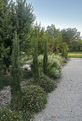 Virtual Garden Bed Design - Plant Selection & Layout