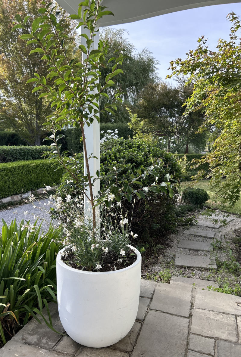 Virtual Outdoor Pot Styling
