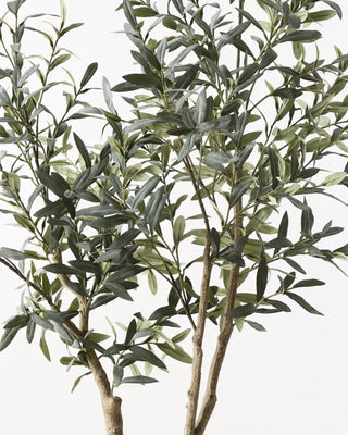 Olive Tree
