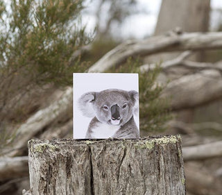 Kev the Koala Card